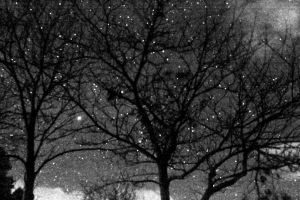 Stars and Trees